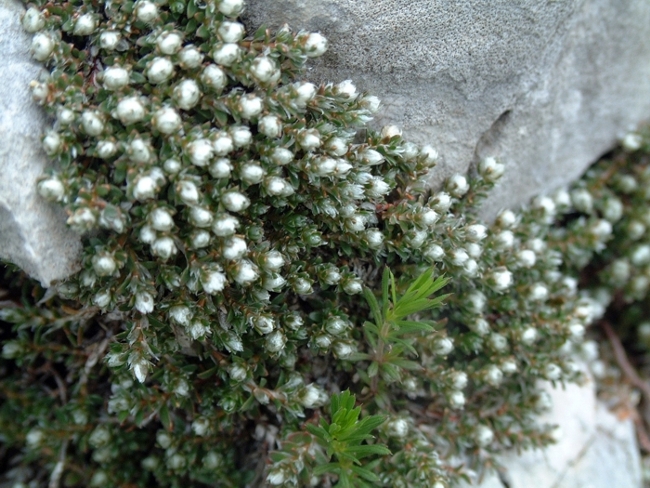 pianta con fiori minuscoli - Androsace cfr. villosa